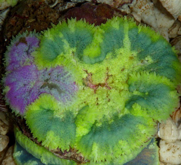 Index of /Little_Fish_Company/PHOTO_GALLERY/Pages/Corals_files/Media